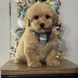 Kristoff Boy 2 - Apricot male Poodle puppy in Berea, Kentucky from Blair’s Furry Friends