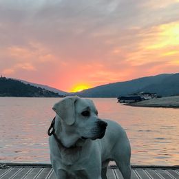 Labrador Retriever All Grown Up from Chateau St. John