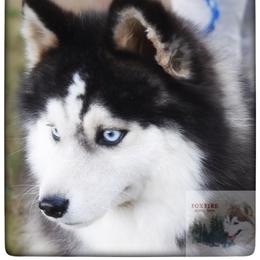 Ivan - Pomsky