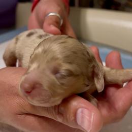 COTTONTAIL - Dapple female Dachshund puppy in Vero Beach, Florida from Joseph’s Dachshunds