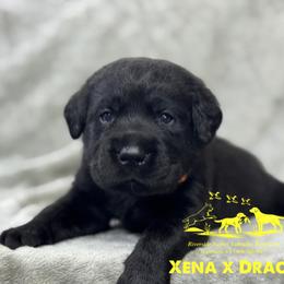 Yellow - Black male Labrador Retriever puppy in Beaverdam, Virginia from Riverside Sunset Labrador Retrievers