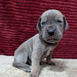 Strut - Fawn male Great Dane puppy in Bay City, Michigan from Monarch Danes