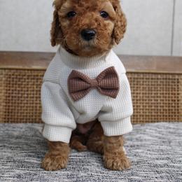 Grinch - Red  male Goldendoodle puppy in Warsaw, Ohio from Lovabledoodles