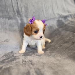 Gina - Blenheim female Cavalier King Charles Spaniel puppy in Romeoville, Illinois from KonopkaKennelsLLC