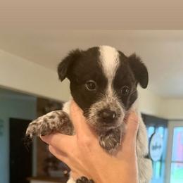 7- Senora May - Black & white female Miniature Australian Shepherd puppy in Chilton, Wisconsin from Pointless Acres