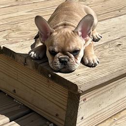 French Bulldog Puppies from The Midwest Frenchies