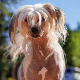Chinese Cresteds, Poodles, and Xoloitzcuintli from Feathers End Kennels