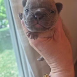 Craig - Blue fawn male French Bulldog puppy in Salina, Kansas from Peace Love frenchies