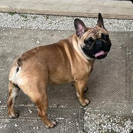 French Bulldog Puppies from Simply Kind Frenchies
