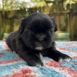 Girl 2 - Brindle and white female Shih Tzu puppy in Mobile, Alabama from FluffyTail Shih Tzu
