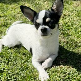 Lola - Chihuahua