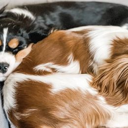 Bernedoodles and Cavalier King Charles Spaniels from Little Acorn Doodle