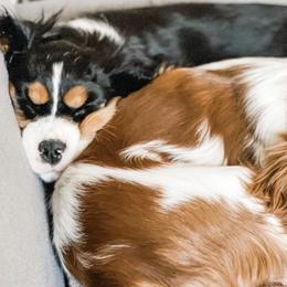 Bernedoodles and Cavalier King Charles Spaniels from Little Acorn Doodle