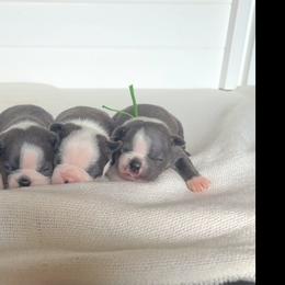 Boston Terrier puppies from Kline Kennels