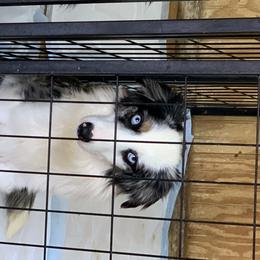 mercy  - Miniature Australian Shepherd