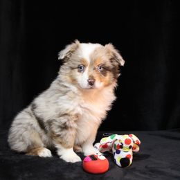Aussiedoodle, Australian Shepherd, Miniature Australian Shepherd, and Toy Australian Shepherd Puppies from 3Laussies