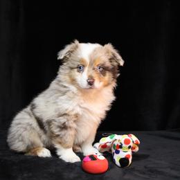 Aussiedoodle, Australian Shepherd, Miniature Australian Shepherd, and Toy Australian Shepherd Puppies from 3Laussies