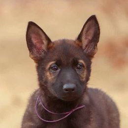 Purple Collar - German Shepherd puppy from Faoladh German Shepherds