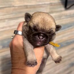 Mallard (yellow) - Fawn male Pug puppy in Hereford, Arizona from Broken Road Ranch Pugs