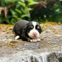 Zatanna (Black Collar) - Black rust and white female Bernese Mountain Dog puppy in Stanwood, Washington from Butter Cup Pups and Paws