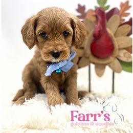 Blue collar - Red  male Goldendoodle puppy in Ohio from Farr’s Goldens and Doodles