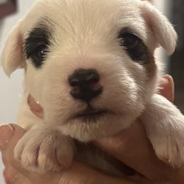 Border Terrier and Parson Russell Terrier Puppies from Meadowlake Terriers
