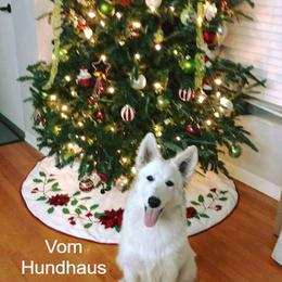 Berger Blanc Suisse and German Shepherd Puppies from Vom Hundhaus German Shepherds