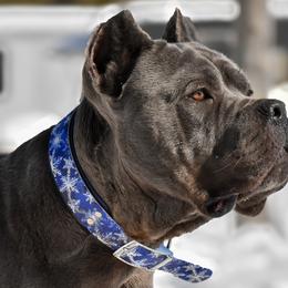 Creed - Cane Corso