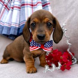 Thelma - Red female Dachshund puppy in Michigan from Hidden Haven Dachshunds