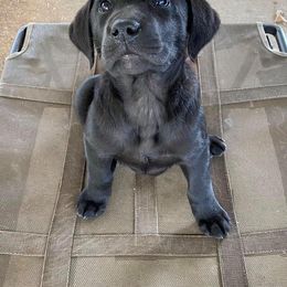 Labrador Retriever Puppies from Southern River Labradors