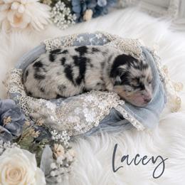 Lacey - Blue merle female Australian Shepherd puppy in Nicholasville, Kentucky from Sugar Creek Aussies