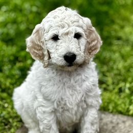 Goldendoodle Puppies from Table Rock Doodles