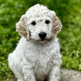 Goldendoodle Puppies from Table Rock Doodles
