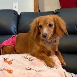 Willow - Dachshund