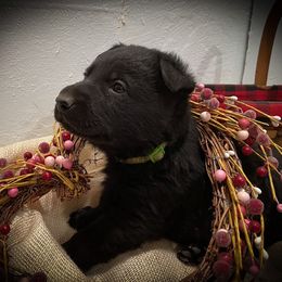 German Shepherd Puppies from Stonewick German Shepherds