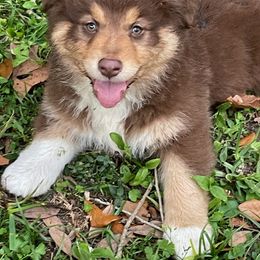Australian Shepherd puppies from Log House Farm Aussies