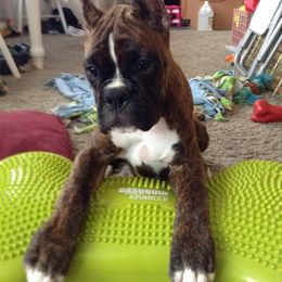 Boxer Puppies from Vintage Boxers