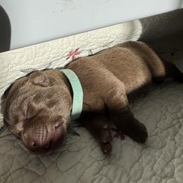 Aqua - Chocolate female Labrador Retriever puppy in North East, Pennsylvania from Newara’s Dog House LLC
