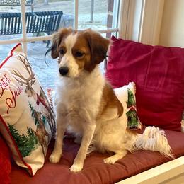 Lottie - Nederlandse Kooikerhondje