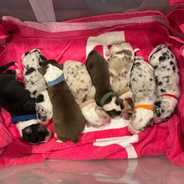Boy 5 - Red tri-color male Australian Shepherd puppy in Dayton, Ohio from Willowlake Australian Shepherds