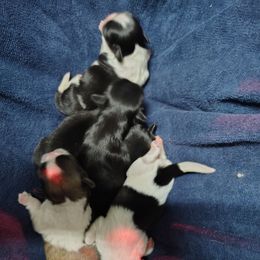 AKC Joe - Fawn sable male Pekingese puppy in Andrews, South Carolina from Purple Diamonds Kennel