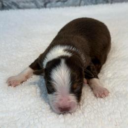 Victoria - Red tri female Miniature Australian Shepherd puppy in Midway, Texas from L Bar W Aussie Ranch