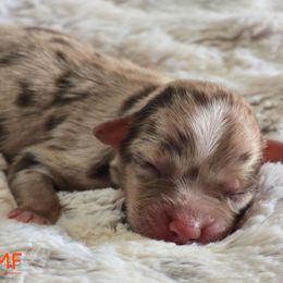 PS.RMF - Red merle female Miniature Australian Shepherd puppy in Deer Lodge, Tennessee from KSH Aussie Haven