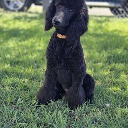 "Gambler" Briopanache's Poker Face - Blue Poodle puppy in Klamath Falls, Oregon from BrioPanache Poodles