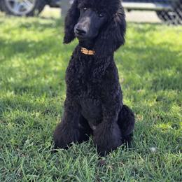"Gambler" Briopanache's Poker Face - Blue Poodle puppy in Klamath Falls, Oregon from BrioPanache Poodles