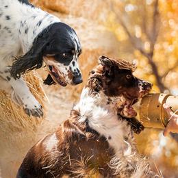 English Springer Spaniels from Spellcraft Springers