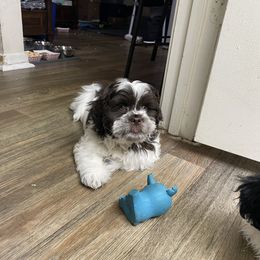 Shih Tzu Puppies from TACG