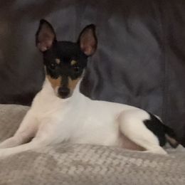 Toy Fox Terriers from K's Toy Fox Terriers