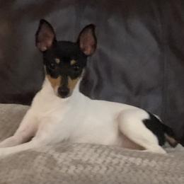 Toy Fox Terriers from K's Toy Fox Terriers