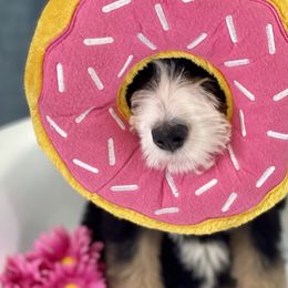 Bernedoodle Puppies from Beary Sweet Doodles